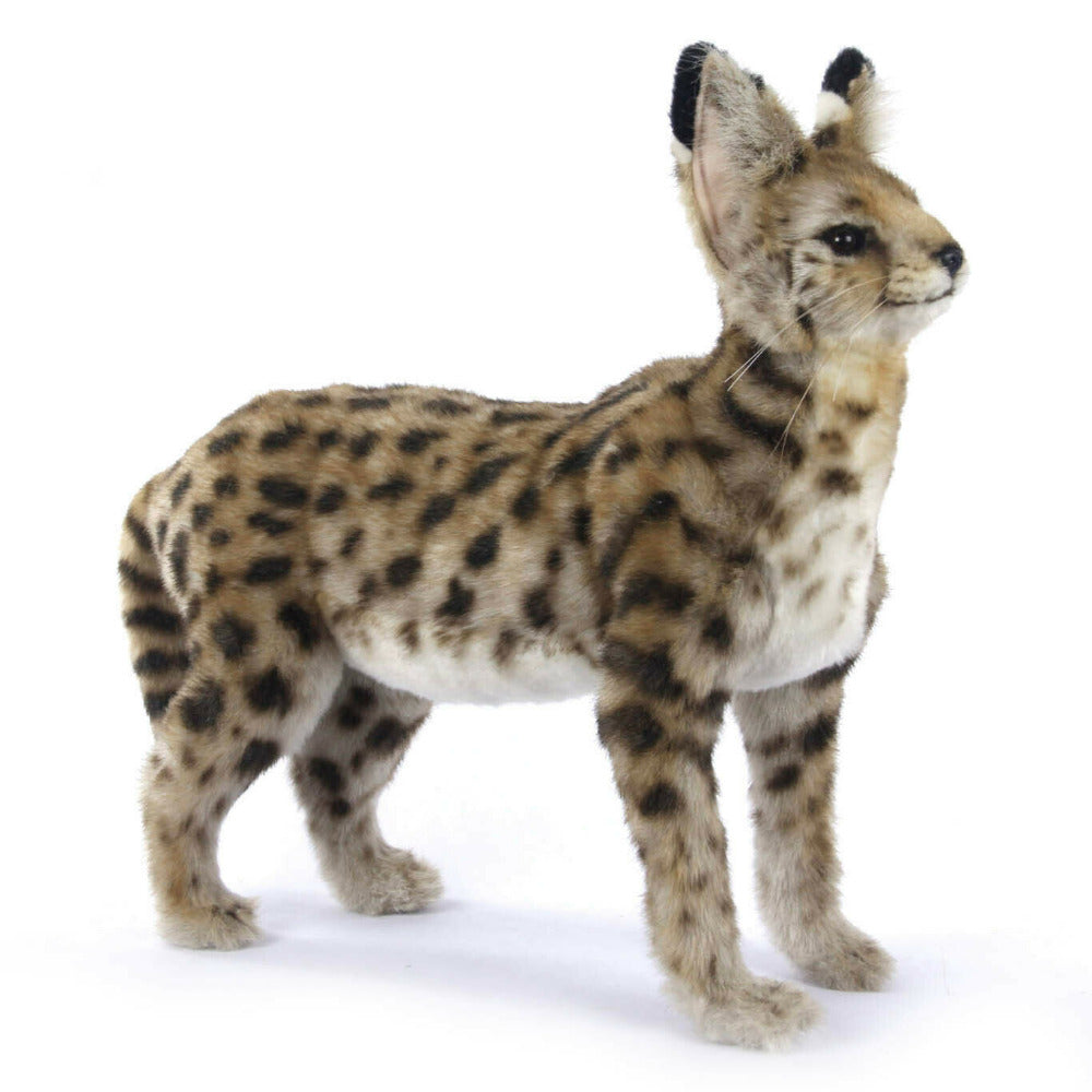 African Serval Cat Hansa