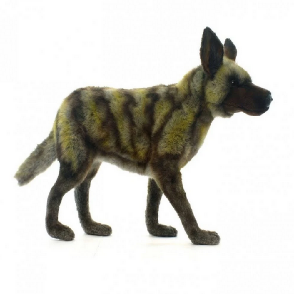 African Wild Dog Hansa