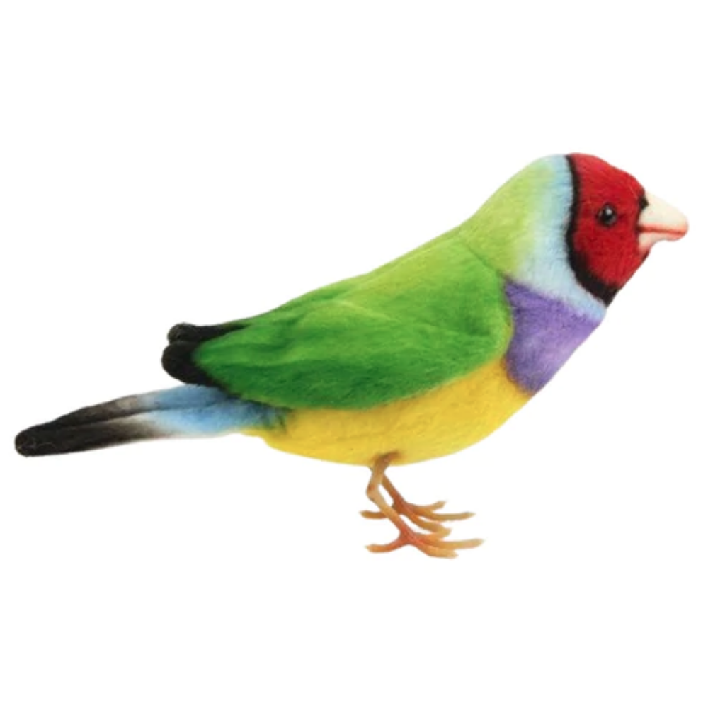 Gouldian Finch Hansa