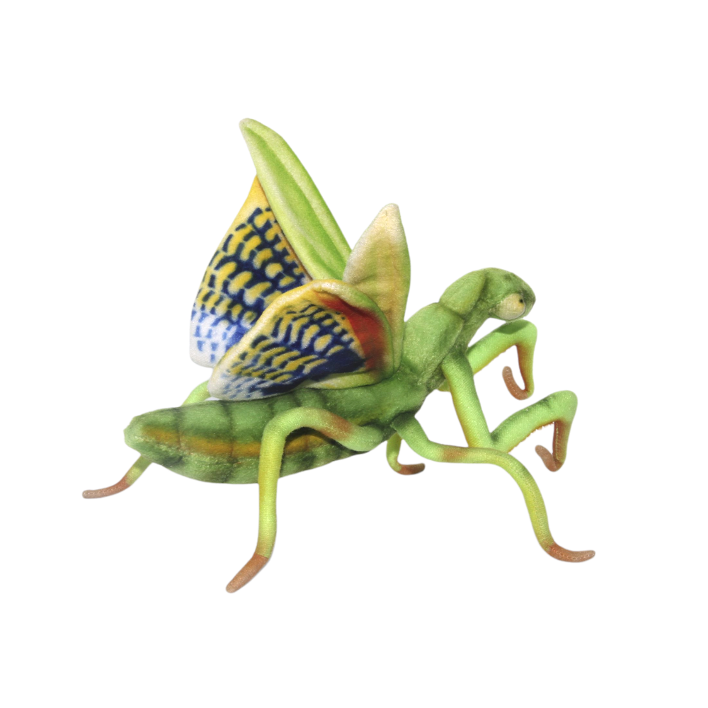 Praying Mantis Hansa