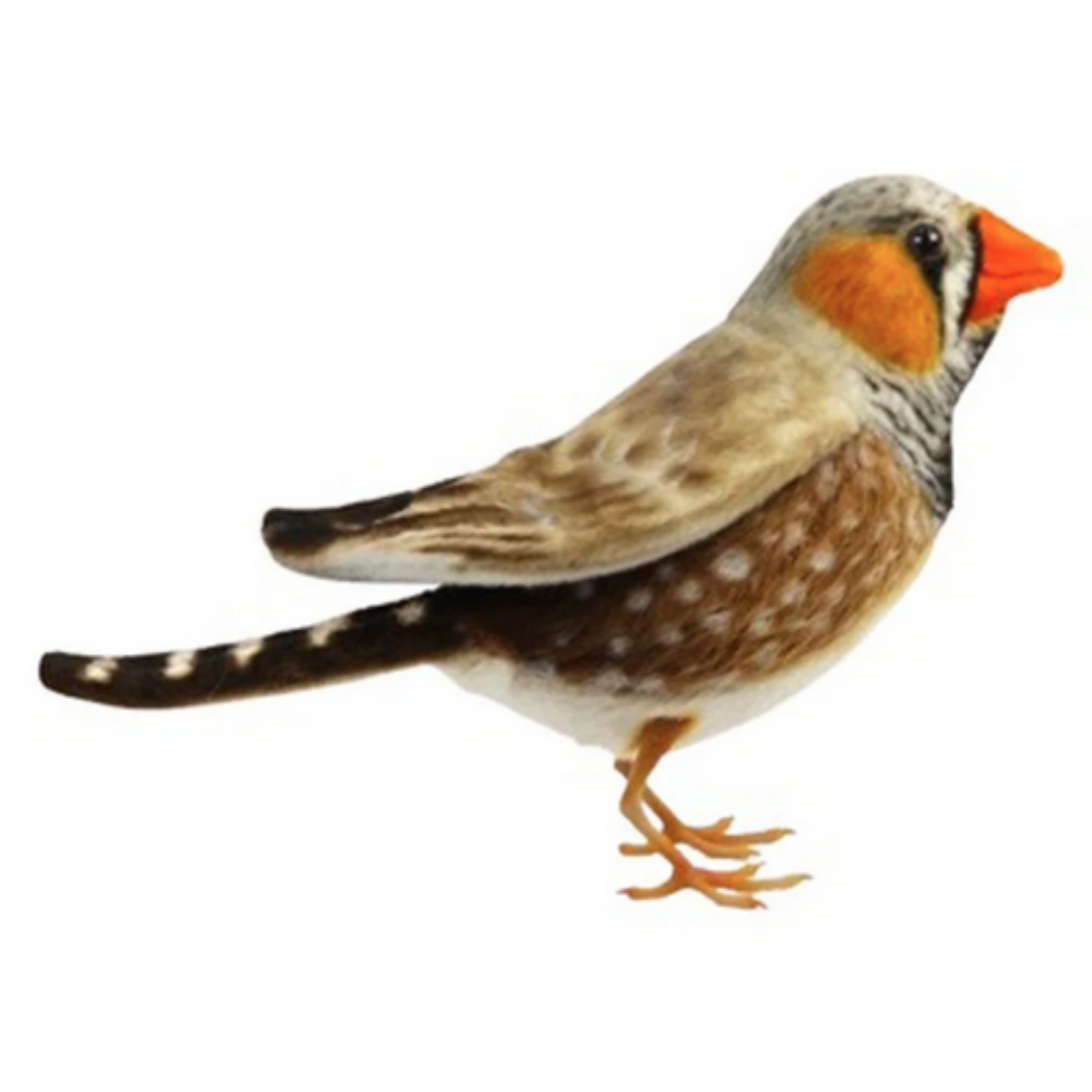 Zebra Finch cm Hansa